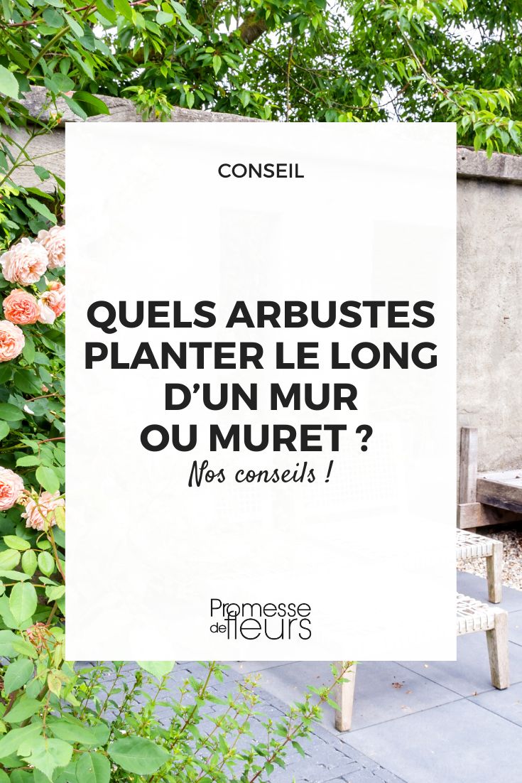 planting bushes along a wall